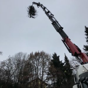 Baumdienst Baumdienst