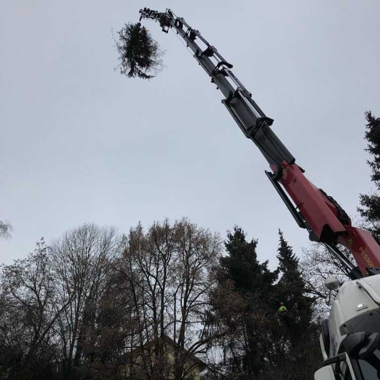 Baumdienst Baumdienst