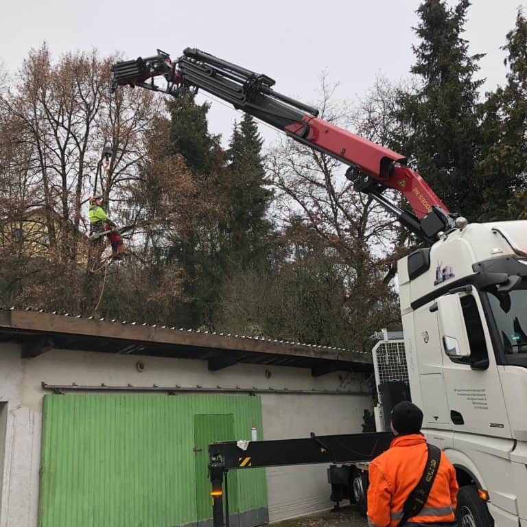 Baumdienst Baumdienst