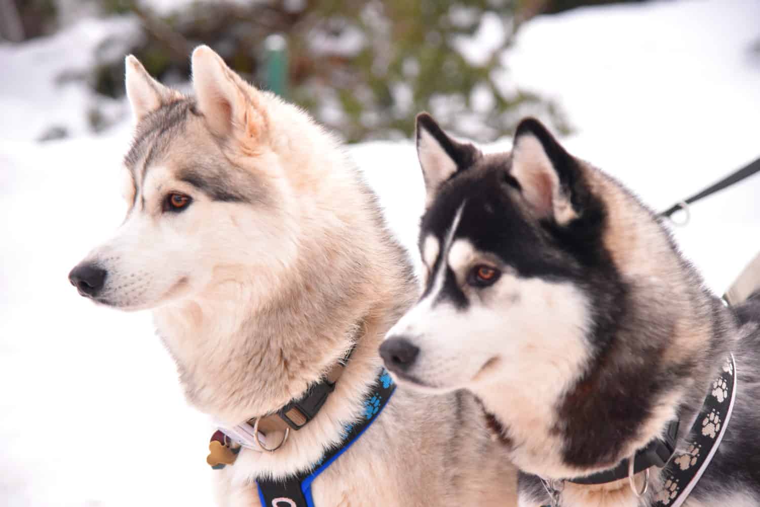 Schlittenhunderennen Todtmoos ABGESAGT! 17 Schlittenhunderennen Todtmoos ©Hochschwarzwald Tourismus GmbH