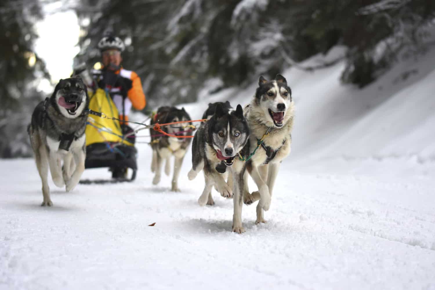 1. Waldhaus-Cup: Nationales Schlittenhunderennen in Todtmoos - dieses Jahr anders 23 Schlittenhunderennen Todtmoos©Hochschwarzwald Tourismus GmbH 2