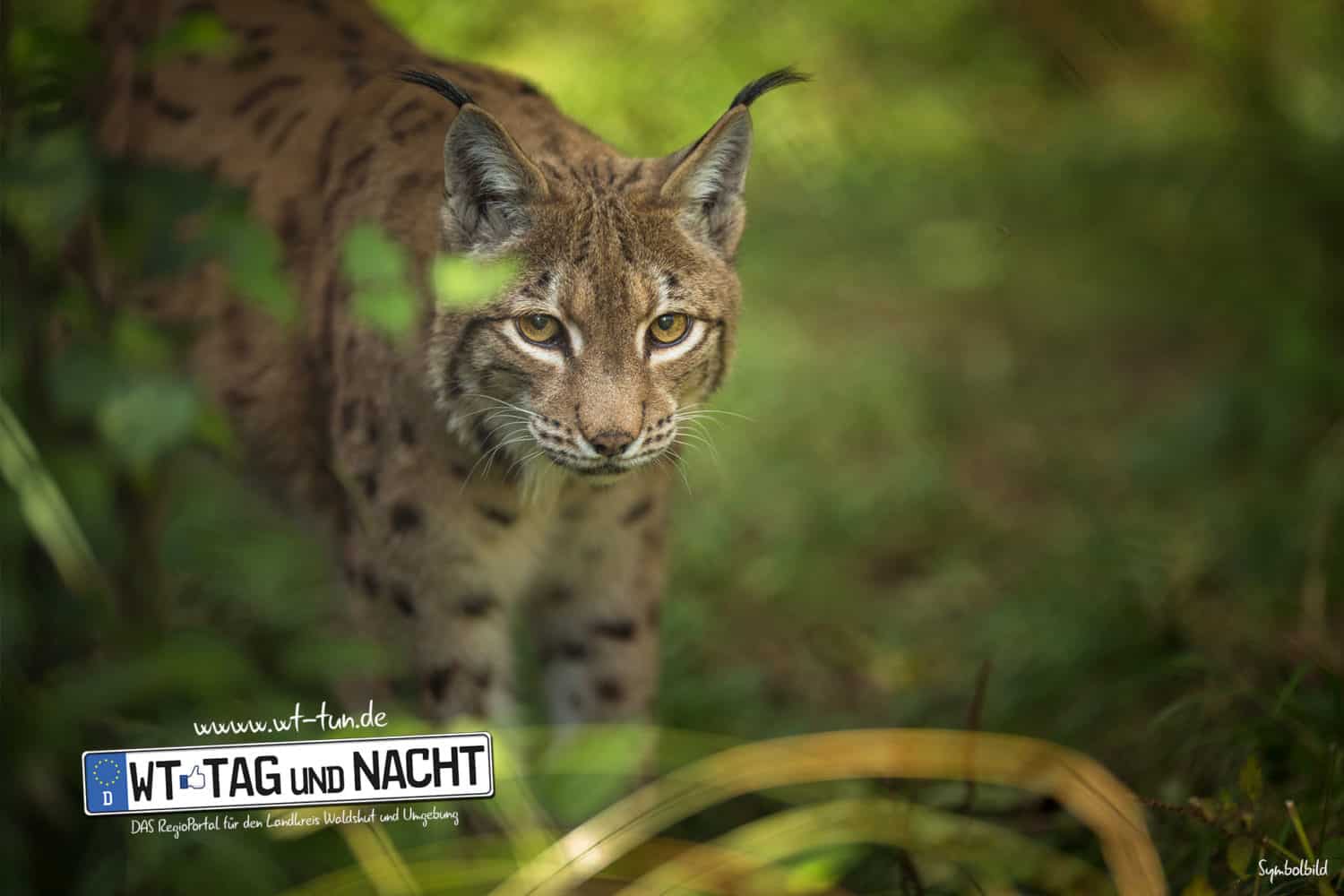 Nun steht fest - auf Luchs in Menzenschwand wurde geschossen! 6 luchs