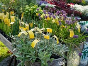 18. DIGA Gartenmesse auf Schloss Beuggen 3 michael rheinfelden diga 20200911 032