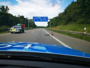 Eimeldingen: wegen Ausflug einer Nilgansfamilie kurzfristig Autobahn A 98 gesperrt 2 Gansbild1Kopie