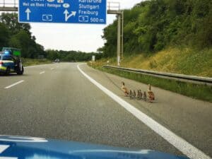Eimeldingen: wegen Ausflug einer Nilgansfamilie kurzfristig Autobahn A 98 gesperrt 3 Gansbild2Kopie