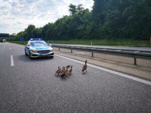 Eimeldingen: wegen Ausflug einer Nilgansfamilie kurzfristig Autobahn A 98 gesperrt 1 Gansbild3