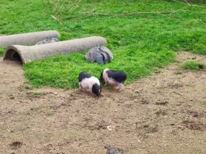 minischweine 300x225