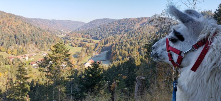 IMG 20211024 110610 768x353