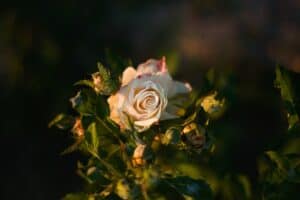 hd wallpaper ge68e545f1 1920 300x200