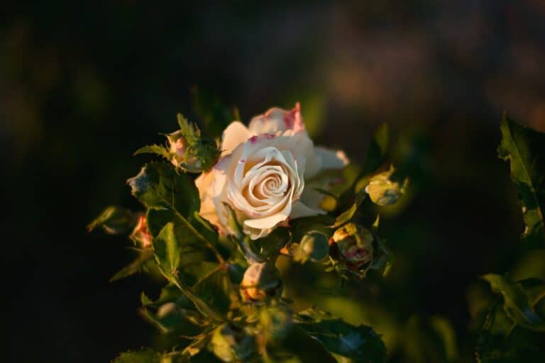 hd wallpaper ge68e545f1 1920 768x512