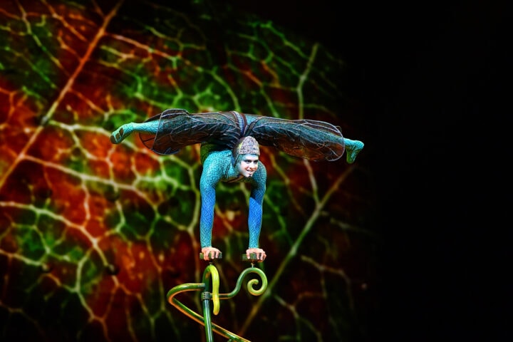 Archiv 21 Cirque du Soleil OVO Foto Vlad Lorenzo 1