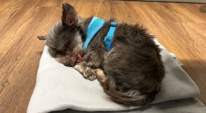 pol fr jestetten ausgesetzter hund in katzenbox polizei sucht zeugen
