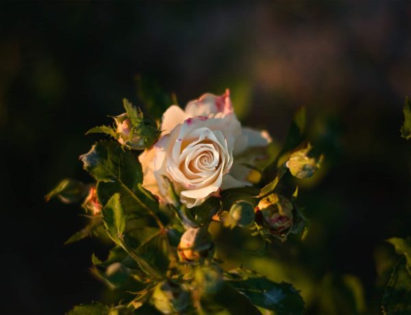 hd wallpaper ge68e545f1 1920 q8v1vtnklhkhuehgjc64za7d98b54060590wgh8zqw
